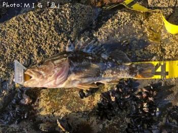 �٥å�������