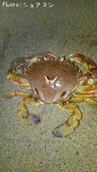 ¥ï¥¿¥ê¥¬¥Ë²Ê¥Ò¥é¥Ä¥á¥¬¥Ë