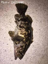 ¥Ù¥Ã¥³¥¦¥¾¥¤