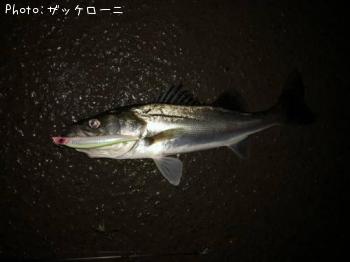 �����Х�