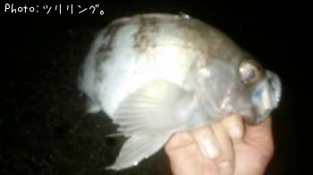 ¥á¥Ð¥ë¤È¥¢¥¸