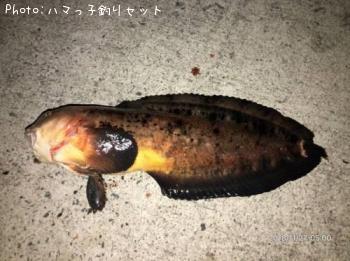 ¥¨¥¾¥¯¥µ¥¦¥ª