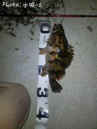 ¥Ù¥Ã¥³¥¦¥¾¥¤