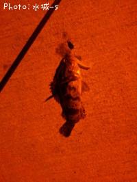 �٥å�������