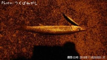 ¥¢¥«¥«¥Þ¥¹