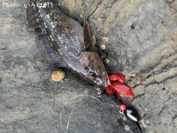 �����ʥ�