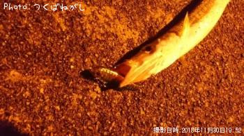 �������ޥ�