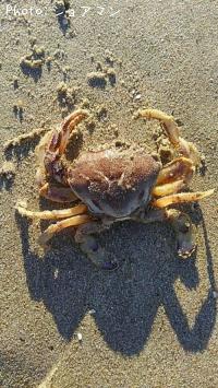 ¥ï¥¿¥ê¥¬¥Ë²Ê¥Ò¥é¥Ä¥á¥¬¥Ë