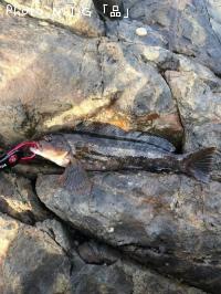 �����ʥ�