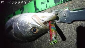 �����Х�