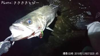 ¥·¡¼¥Ð¥¹
