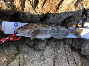 �����ʥ�