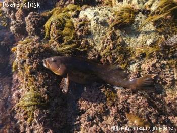 �����ʥ�