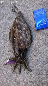 ¥â¥ó¥´¥¦¥¤¥«