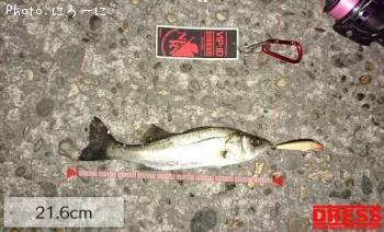 �����Х�