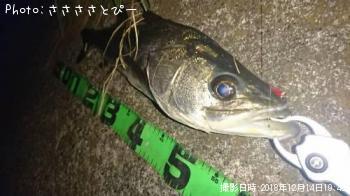 シーバス