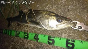 シーバス
