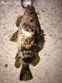 ¥Ù¥Ã¥³¥¦¥¾¥¤