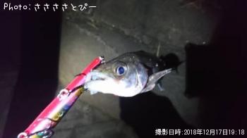 ¥·¡¼¥Ð¥¹