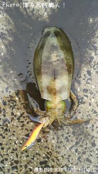 ¥¢¥ª¥ê¥¤¥«