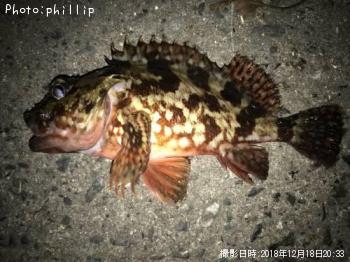 ����������Х�