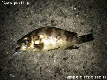 ����������Х�