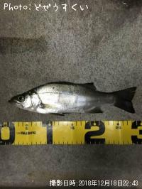 ¥·¡¼¥Ð¥¹¡Ê¥Ò¥é¥»¥¤¥´¡Ë