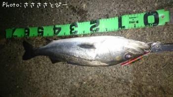 �����Х�