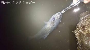 �����Х�