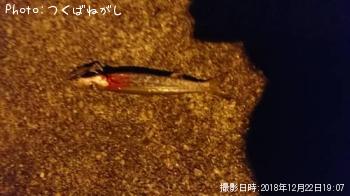 ¥¢¥«¥«¥Þ¥¹