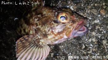 ¥«¥µ¥´£å£ô£ã¡¥