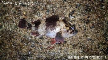 ¥«¥µ¥´£å£ô£ã¡¥