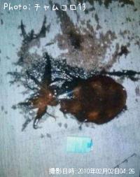 ¥¢¥ª¥ê¥¤¥«