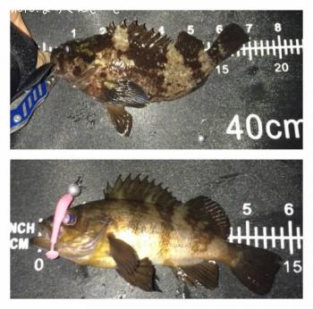 ¥½¥¤¡õ¥á¥Ð¥ë