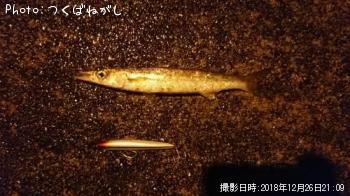 �������ޥ�