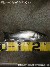 ¥·¡¼¥Ð¥¹¡Ê¥Ò¥é¥»¥¤¥´¡Ë