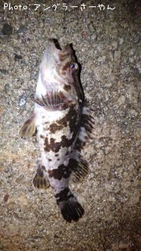 ¥¿¥±¥Î¥³¥á¥Ð¥ë