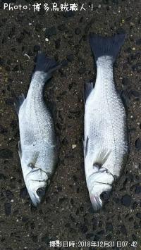 ¥Ò¥é¥»¥¤¥´