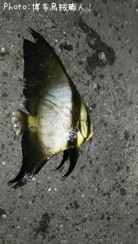 ¥Ò¥é¥»¥¤¥´