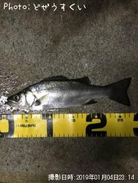 �����Х��ʥҥ饻������