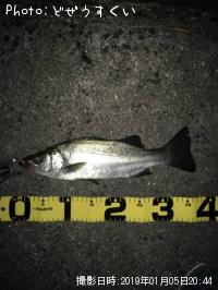 ¥·¡¼¥Ð¥¹¡Ê¥Ò¥é¥»¥¤¥´¡Ë