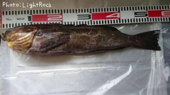 �����ʥ�