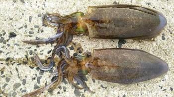 �����ꥤ��