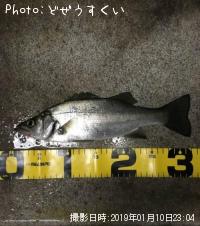 ¥·¡¼¥Ð¥¹¡Ê¥Ò¥é¥»¥¤¥´¡Ë