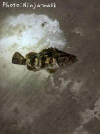 �٥å�������