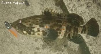 ���㥤���ޥ�ϥ�