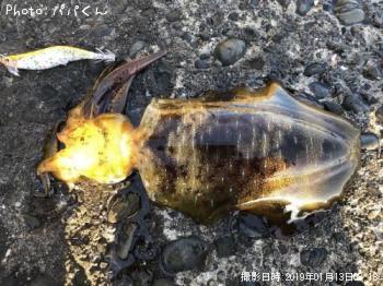 ¥¢¥ª¥ê¥¤¥«