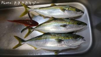 ¥¤¥Ê¥À¡õ¥Û¥¦¥Ü¥¦¡¡