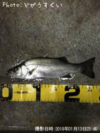 �����Х��ʥҥ饻������