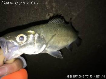 �����Х��ʥҥ饻������